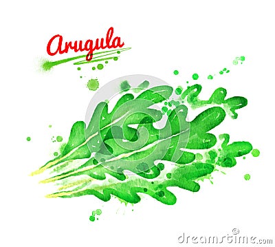 Watercolor illustration of arugula Cartoon Illustration