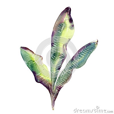 Watercolor illustration banana tree, hand drawn tropical plant, isolated object on white Cartoon Illustration