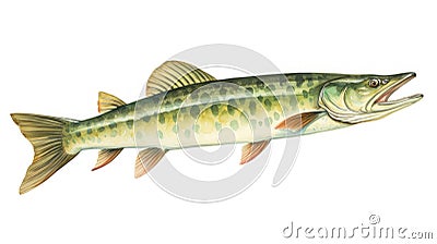 watercolor illustration of a big freshwater pike on a white background Generative AI Cartoon Illustration