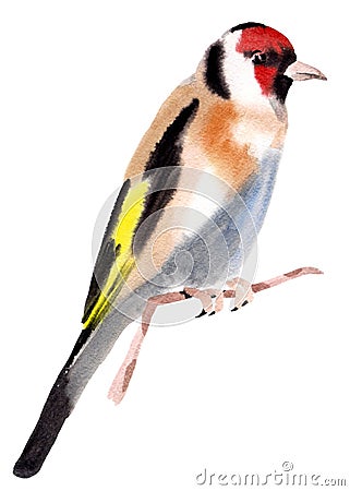 Watercolor illustration of a bird goldfinch Cartoon Illustration