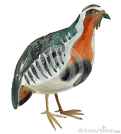 Watercolor illustration of a bird partridge in white background. Cartoon Illustration