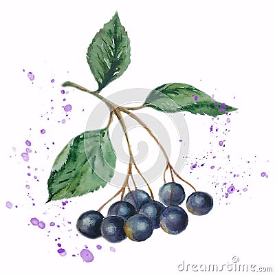 Watercolor illustration. black blue berries. isolated on a white background. black-fruited ash with splashes of juice. Cartoon Illustration