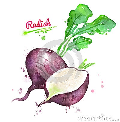 Watercolor illustration of black radish Cartoon Illustration