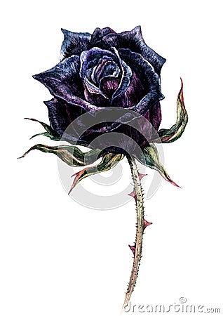 Watercolor Illustration of Black Rose Flower Vector Illustration