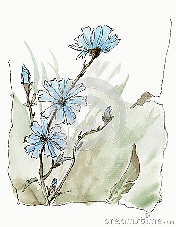 Watercolor illustration of a blue flowes like bluet with leaves in a field background. Cartoon Illustration