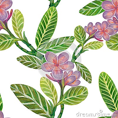 Watercolor illustration Botanical collection Plumeria and Frangipani foliage leaves bouquet Set of wild and garden and abstract Cartoon Illustration