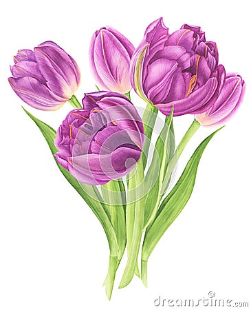 Watercolor illustration bouquet of purple tulips Cartoon Illustration