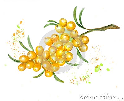 Watercolor illustration of a branch of buckthorn. yellow berry with drops of juice. isolated on a white background. Cartoon Illustration