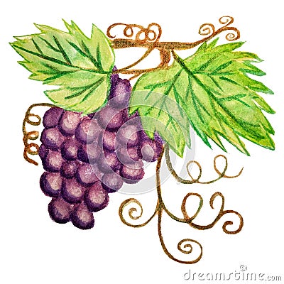 Watercolor illustration of a branch of ripe purple grapes, isolated on white background Cartoon Illustration