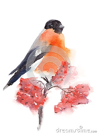 Watercolor illustration with bullfinch Cartoon Illustration