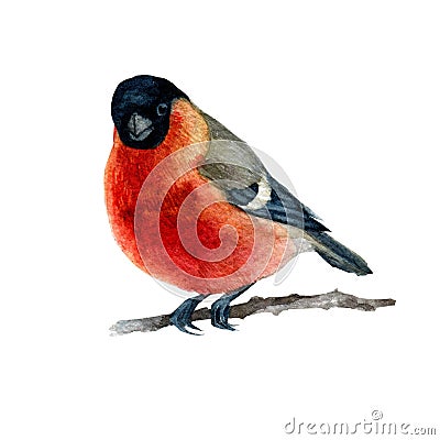 Watercolor illustration of a bullfinch sitting on a branch Cartoon Illustration