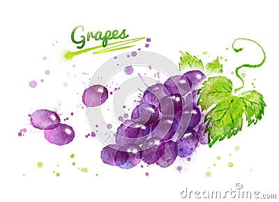 Watercolor illustration of bunch of black grape Cartoon Illustration