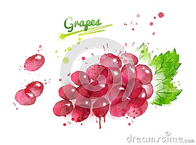 Watercolor illustration of bunch of red grape Cartoon Illustration