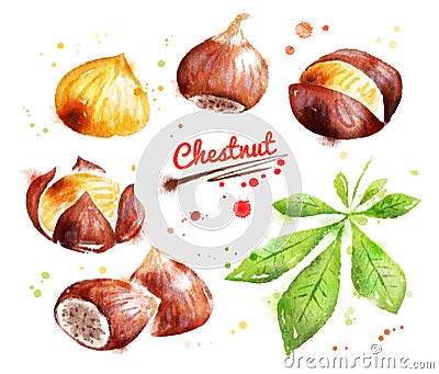 Watercolor illustration of chestnut Cartoon Illustration