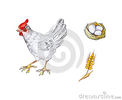 Watercolor illustration of a chicken, chicken egg in a basket and a wheat ear. Isolated on white background Cartoon Illustration