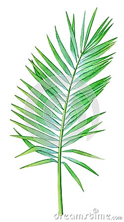 Watercolor illustration of the coconut palm leaf Cartoon Illustration