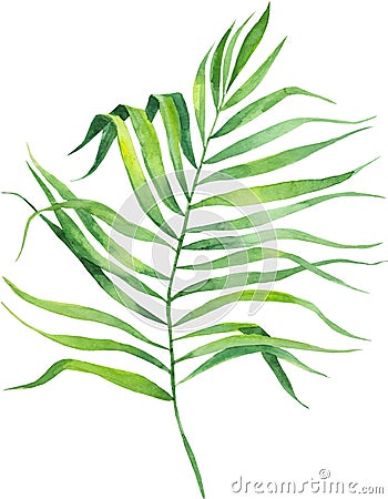 Watercolor illustration coconut palm leaf. Tropical palm leaf. Cartoon Illustration