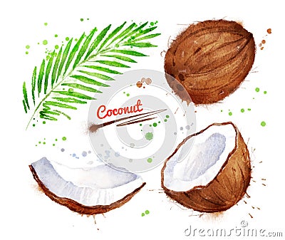 Watercolor illustration of coconut Cartoon Illustration