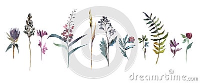 Watercolor illustration. Collection of field flowers. Herbs watercolor set. Cartoon Illustration