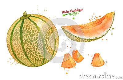 Watercolor illustration collection of Melon Cantaloupe Cartoon Illustration