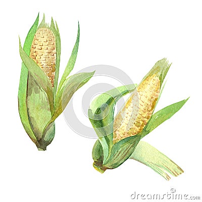 Watercolor illustration, corn vegetables, on isolated white background. Cartoon Illustration