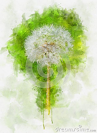 Watercolor illustration of dandelion flowers on nature background. Springtime in meadow Cartoon Illustration