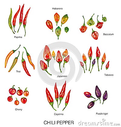 Watercolor illustration of chili peppers Cartoon Illustration