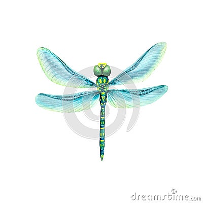 Watercolor illustration of a dragonfly with blue wings. The flying insect is bright and very beautiful. Isolated. For Cartoon Illustration