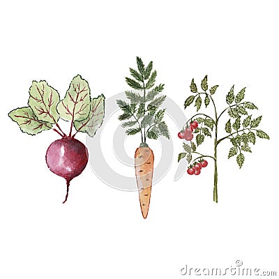 Watercolor illustration with farm grown products. Cartoon Illustration