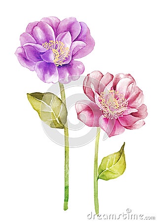 Watercolor illustration flower in simple background Cartoon Illustration