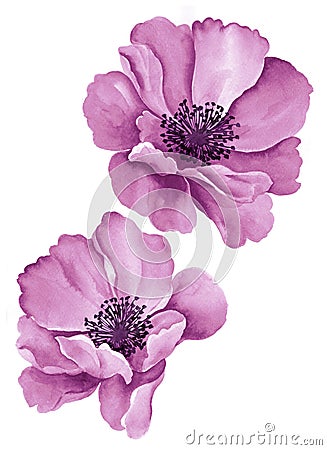 Watercolor illustration flowers Cartoon Illustration