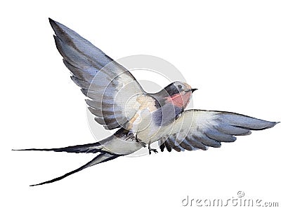 Watercolor illustration with flying bird swallow. Cartoon Illustration