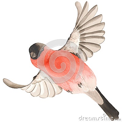 Watercolor illustration of a flying bullfinch bird. Cartoon Illustration