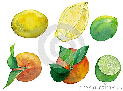 Watercolor illustration of fresh citrus fruits- lemon, lime and orange. Stock Photo