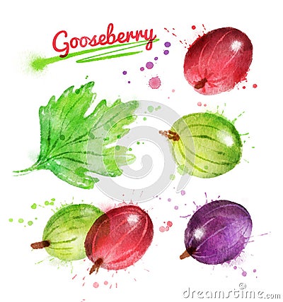 Watercolor illustration of gooseberry Cartoon Illustration