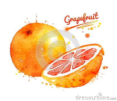 Watercolor illustration of grapefruit Cartoon Illustration