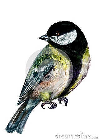 Watercolor Illustration of Great Tit Bird Vector Illustration