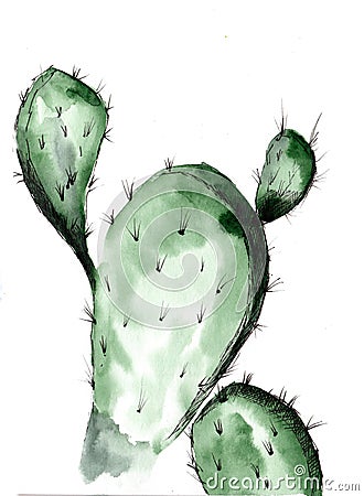 Watercolor illustration of green cacti on a white background Cartoon Illustration
