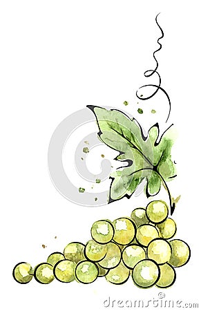 Watercolor illustration - green grapes Vector Illustration