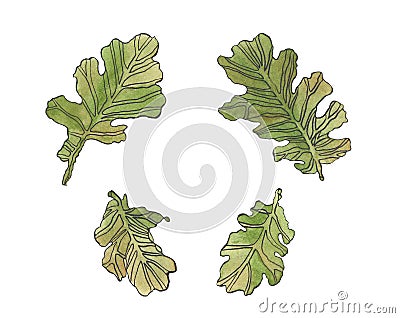 Watercolor set green oak leaves with streaky Cartoon Illustration
