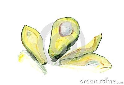 Still life of avocado created with watercolors Cartoon Illustration