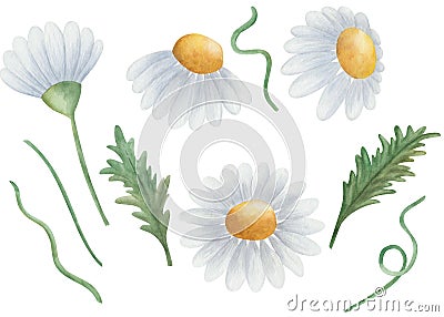 Watercolor illustration of hand painted camomile, blue, yellow daisies in bloom, green leaves. Isolated on white floral clip art Cartoon Illustration