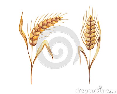Watercolor illustration of hand painted golden yellow ears of rye, spikes of wheat with leaves. Plant with grain part. Crop Cartoon Illustration