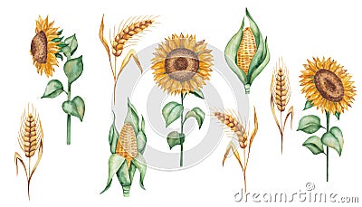Watercolor illustration of hand painted golden yellow sunflowers with green leaves. Ears of rye, spikes of wheat. Maize, corn Cartoon Illustration