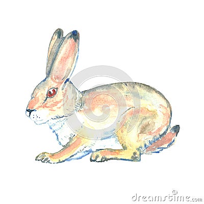 Hand painted hare. Wild animal Cartoon Illustration
