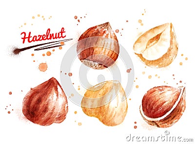 Watercolor illustration of hazelnut Cartoon Illustration