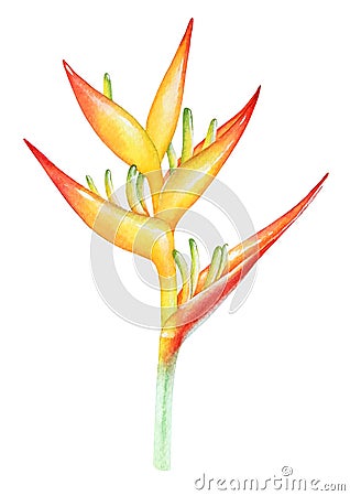 Watercolor illustration of heliconia flower Stock Photo