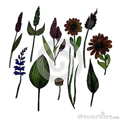 Watercolor illustration of herbs Cartoon Illustration