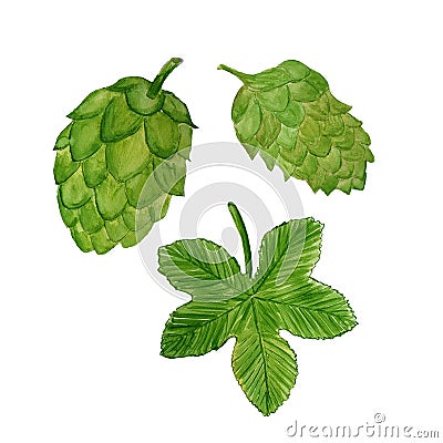 Watercolor illustration of hop plant. Cone of hop, hop`s leaf Cartoon Illustration