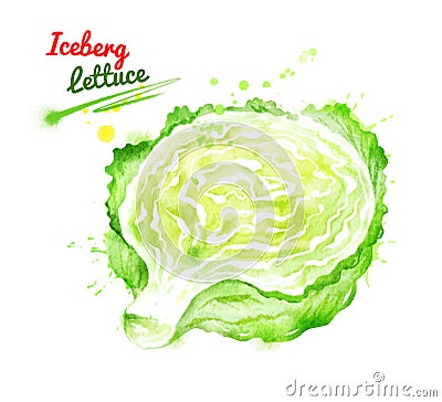 Watercolor illustration of iceberg lettuce Cartoon Illustration